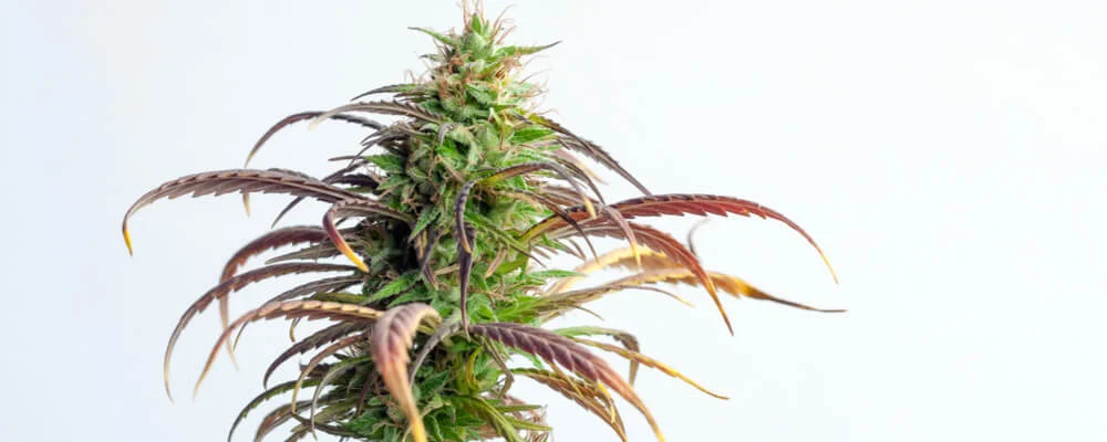 Most Potent Weed Strains