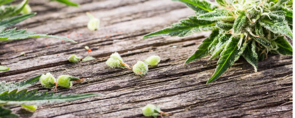 Still Expanding: Canopy Growth Corp.