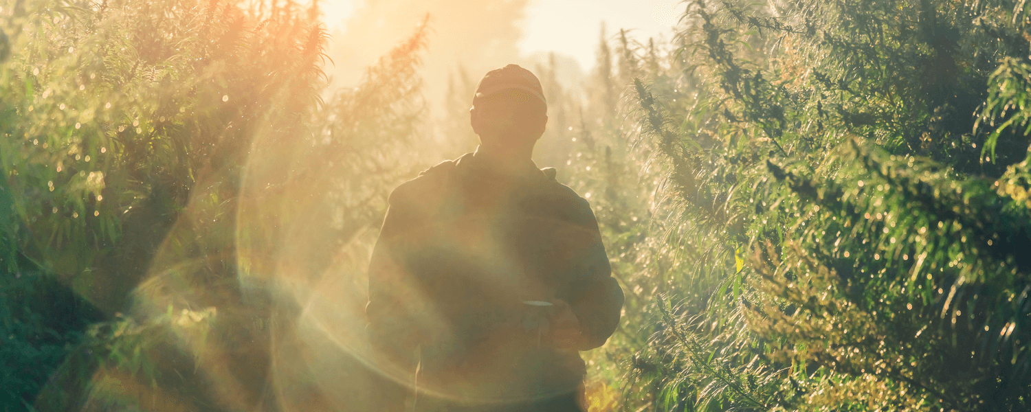 CBD Side Effects: Yes, They Do Exist but What Are They?
