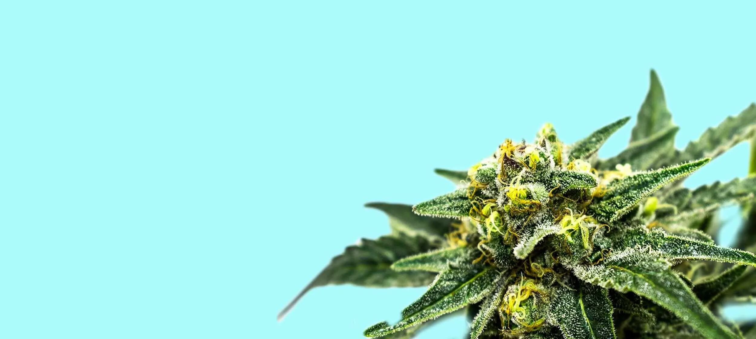 Getting Stoned on Calcium