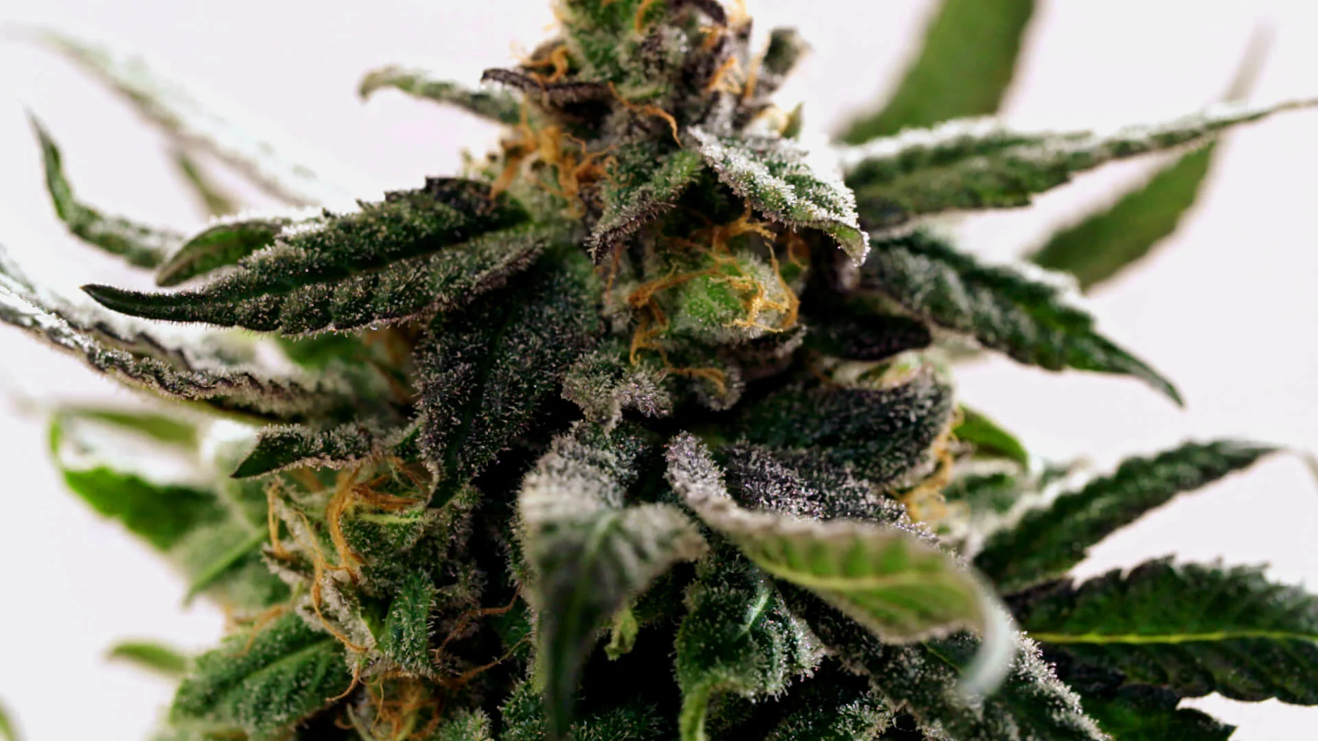 Cannabis Can Cure Addiction