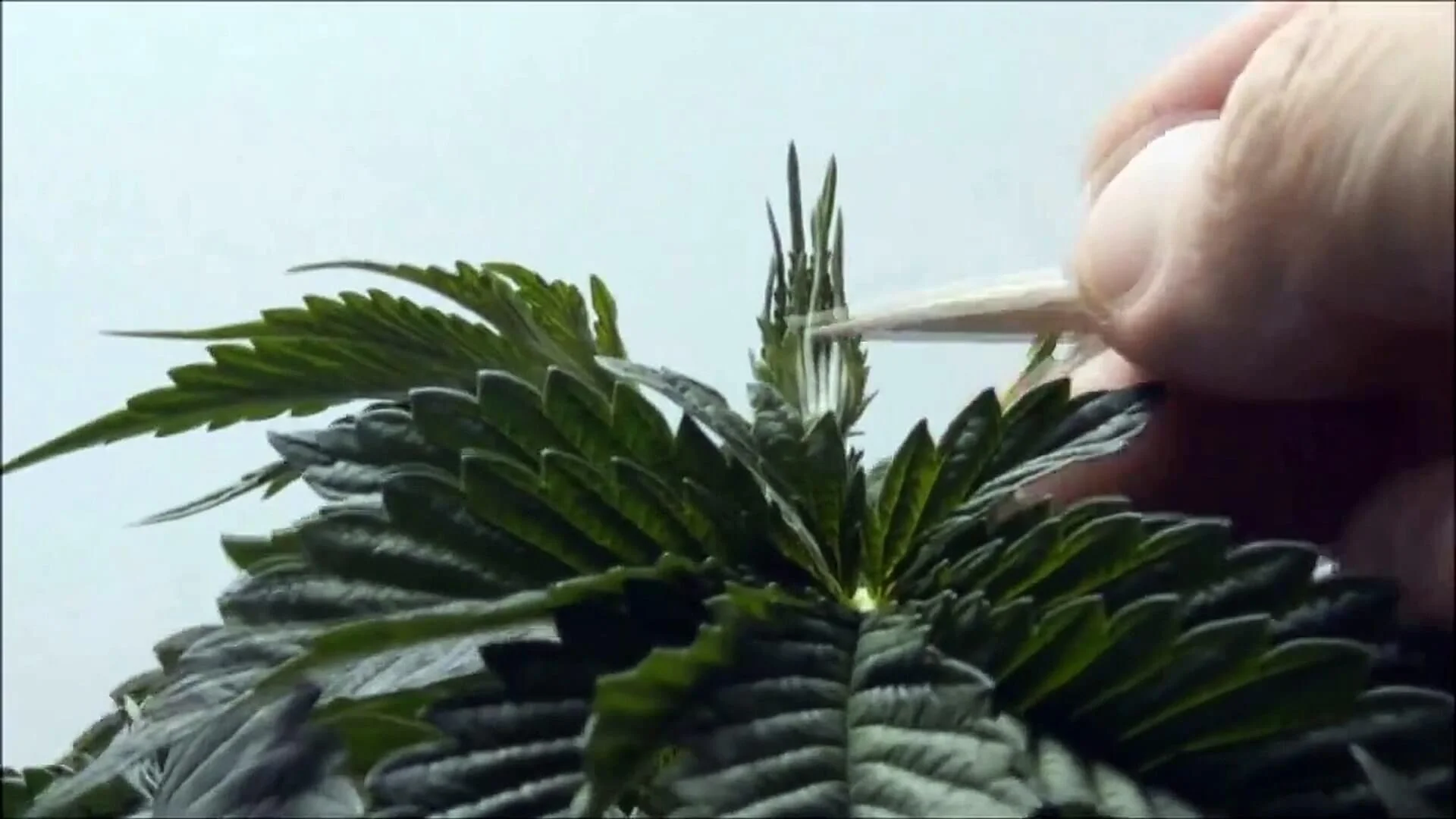 High Stress Training: Topping