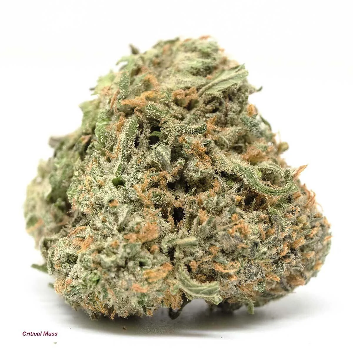 CBD Strains: Critical Mass