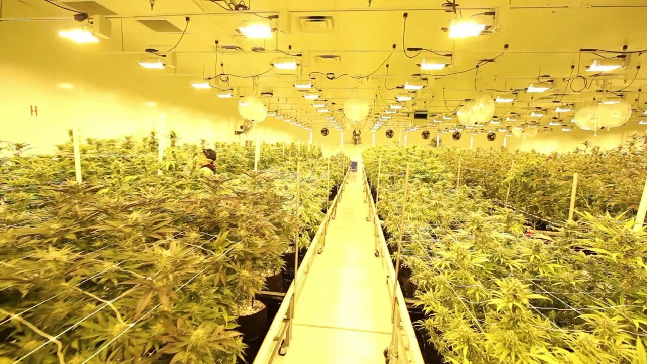 Recreational weed dispensary Las Vegas — US Marijuana Dispensaries