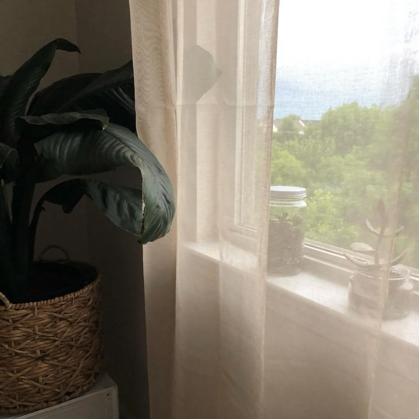 Had these babies for 1-2 years. All they needed was a bit of humidity. Swipe for the transformation. 🌱
.
@packagefreeshop @thesimplyco