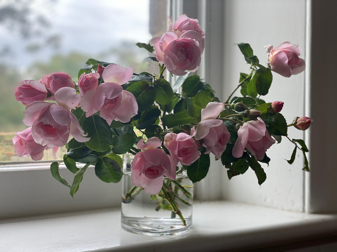 Sundays on the farm include:​​​​​​​​
&bull; Bottle feeding the lambs, they are adorable so I cannot complain about the hours I&rsquo;ve spent feeding today 🥰​​​​​​​​
&bull; Starting more Spring seeds​​​​​​​​
&bull; Transplanting roses ​​​​​​​​
​​​​​