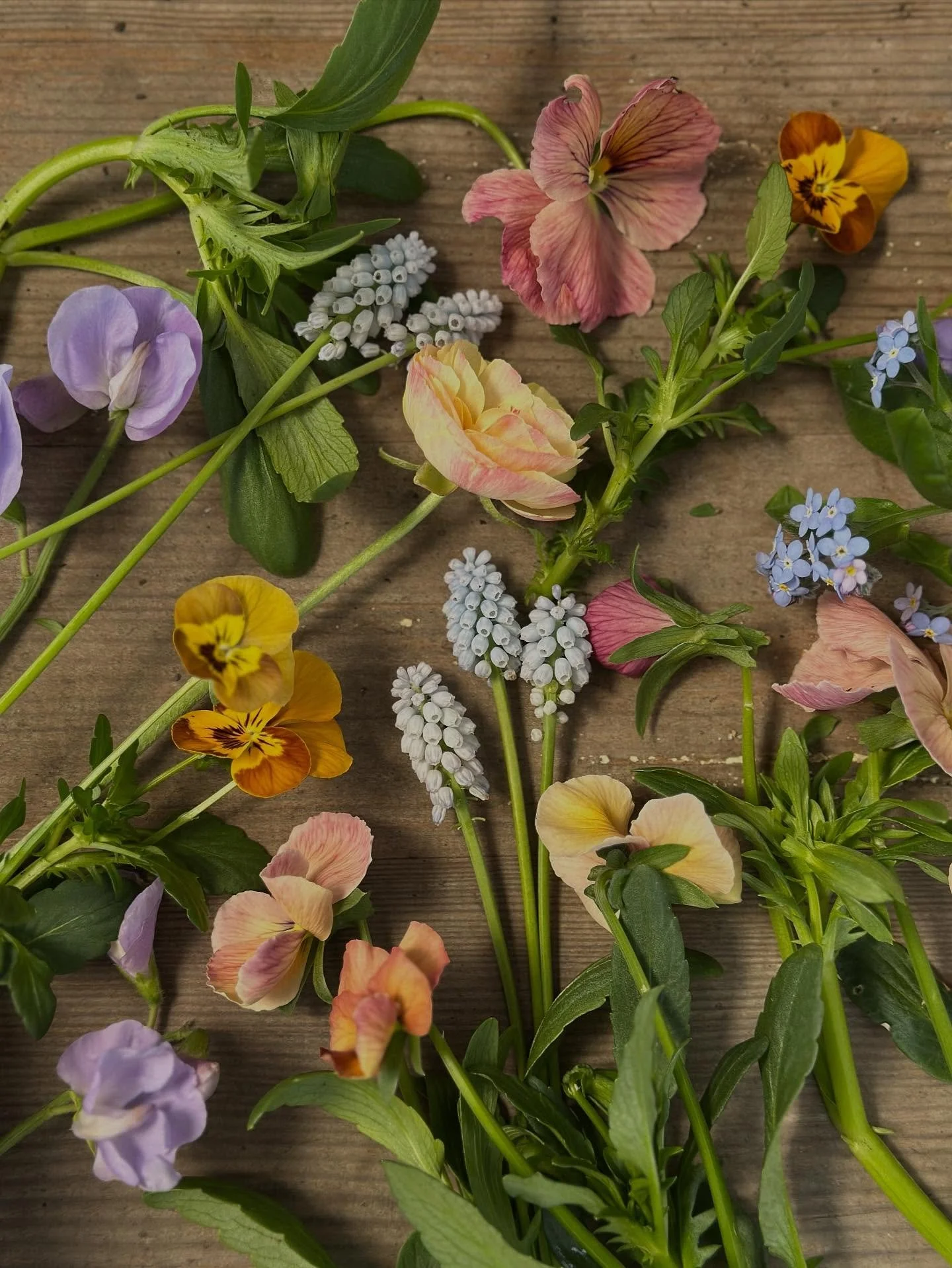Today's garden harvest - ranunculus, sweetpeas, pansies, muscari and forget-me-nots 💙 
As I wondered through the patch, enjoying the quietness and much needed rain, I found myself drawn to soft blues and honey toned stems. My love for the humble pan