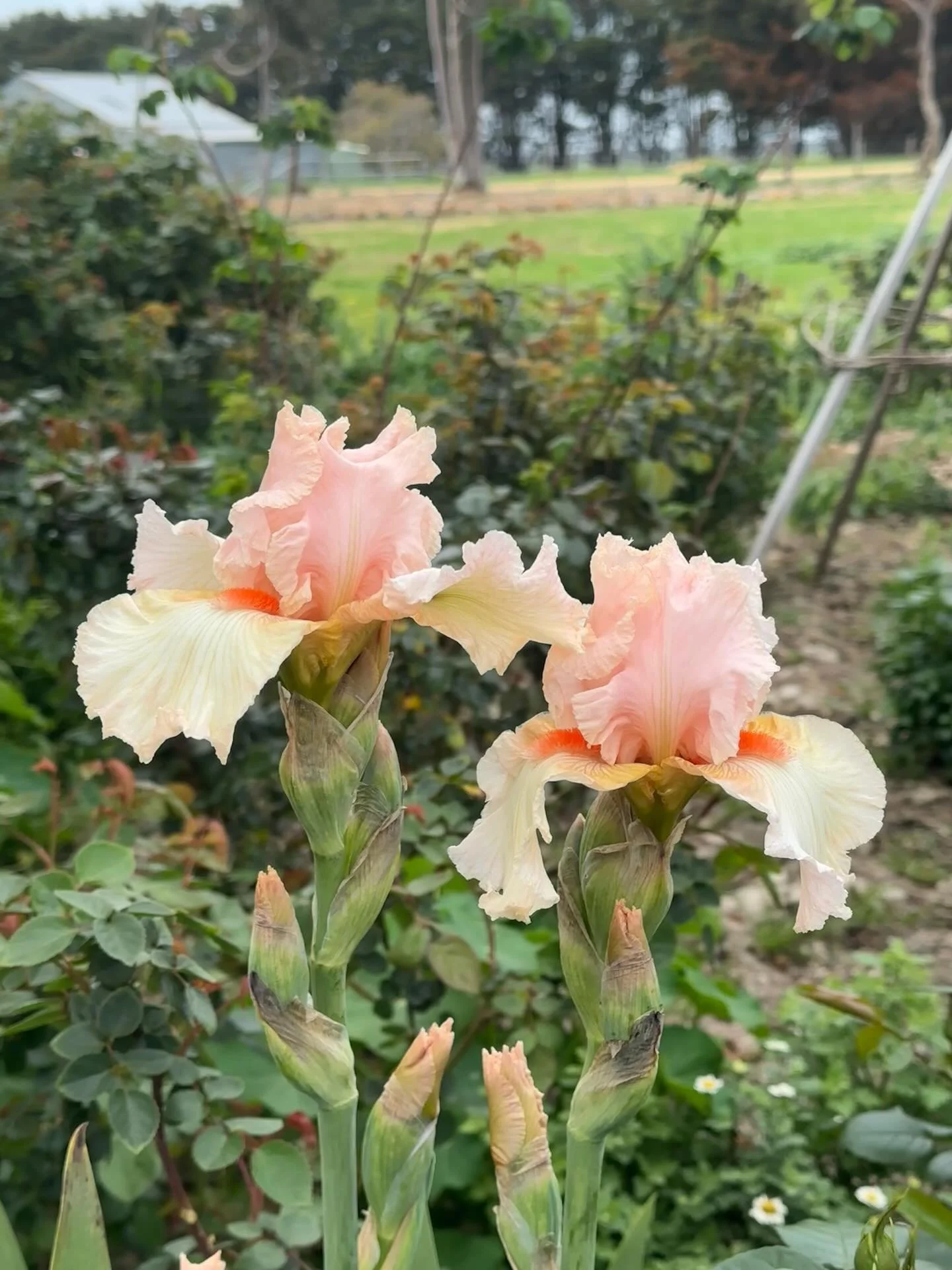 The beautiful bearded iris's have started to flower and I am so excited to see which varieties are flowering each morning. I've planted them throughout the roses and I don't remember which ones I planted where, so it's a wonderful surprise to wake up