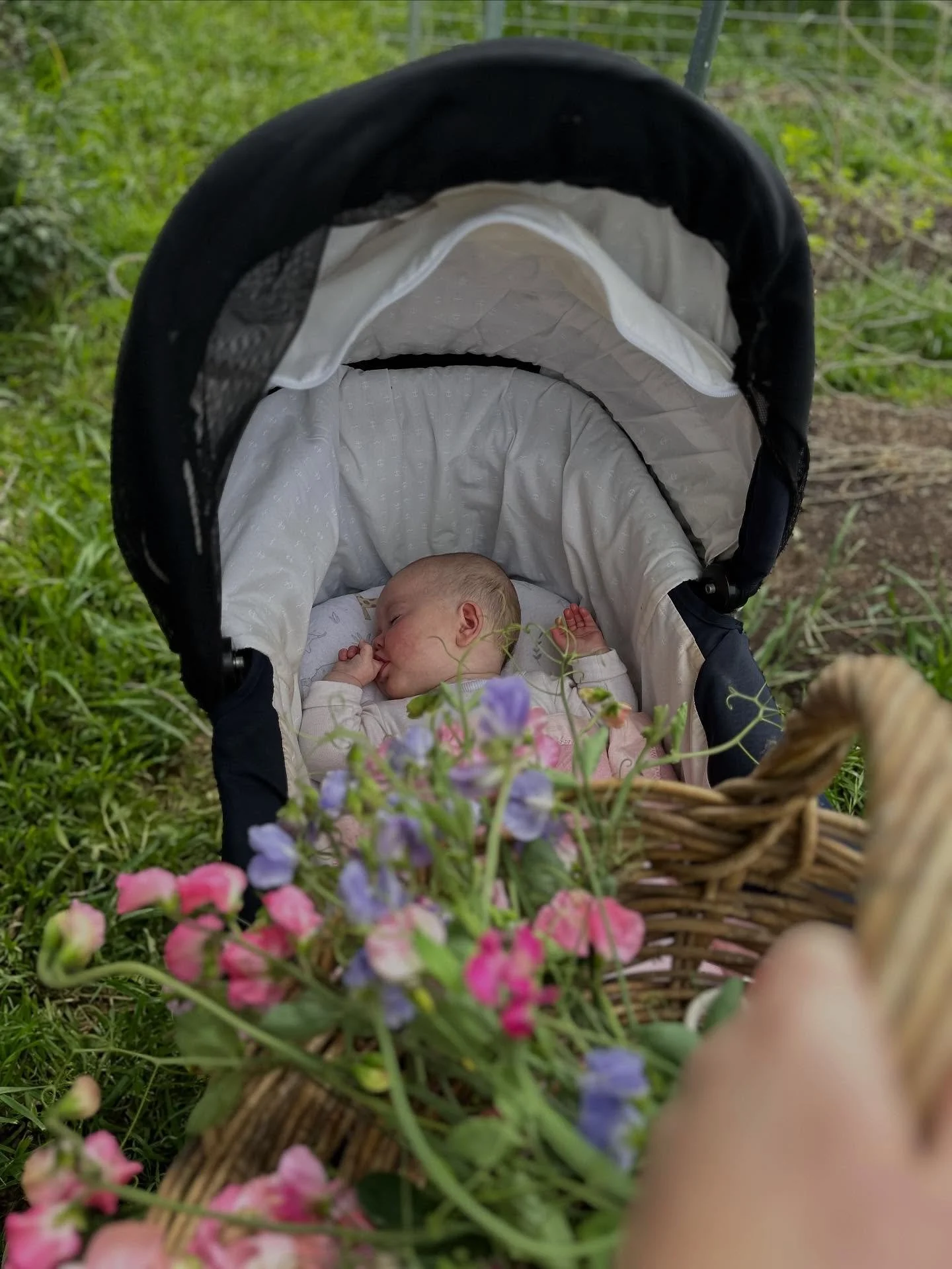 Harvesting bridal bouquet stems with my beautiful Jeanie girl by my side 🩷🩷🩷

Sharing the garden with you is the best.