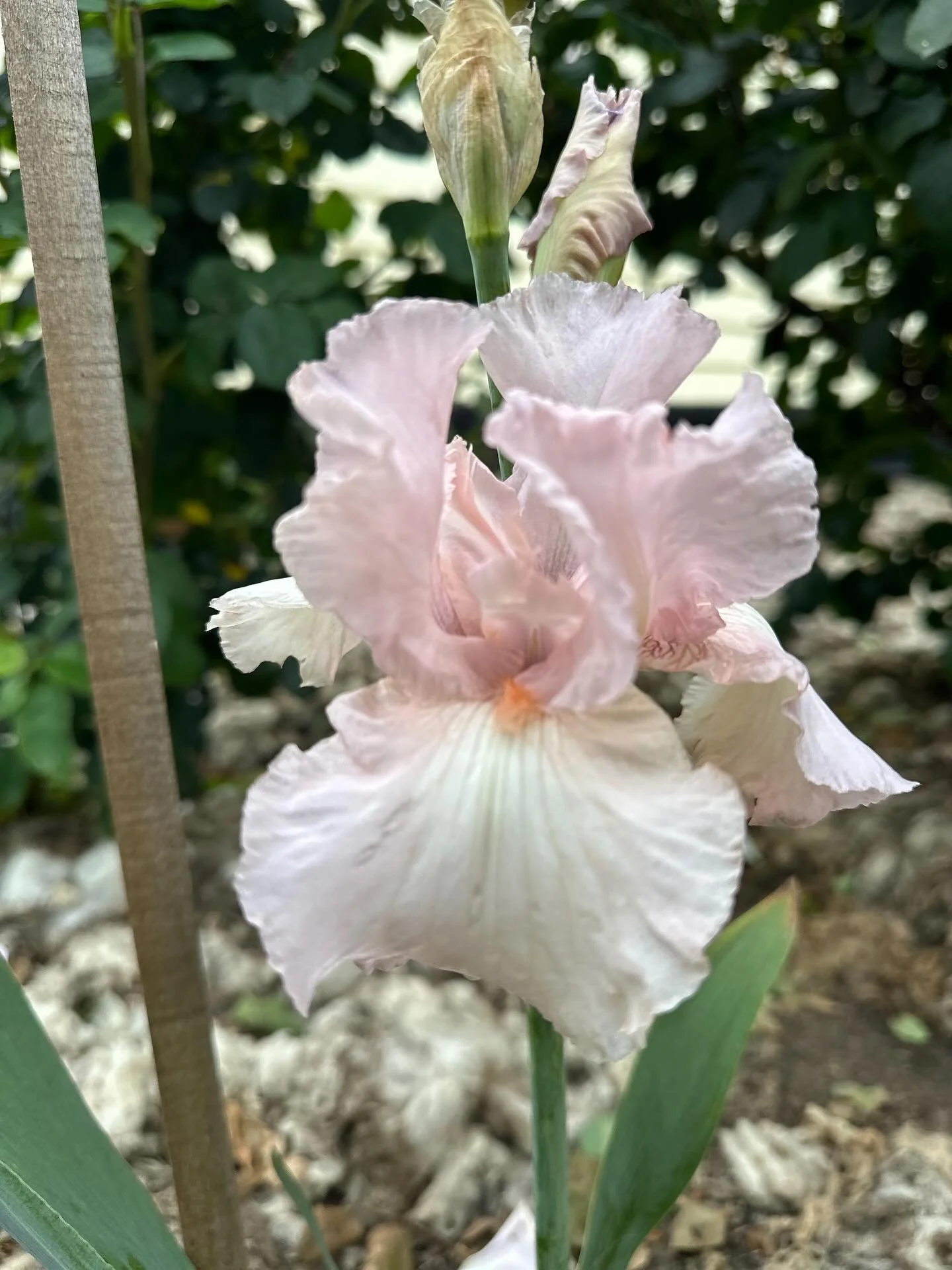 Iris magic on the farm. They are such beautiful blooms that I cannot wait to divide and spread all through the garden beds. 

#yellowhouseflowerfarm #beardediris #springmagic #beardedirises #slowflowers #farmerflorist