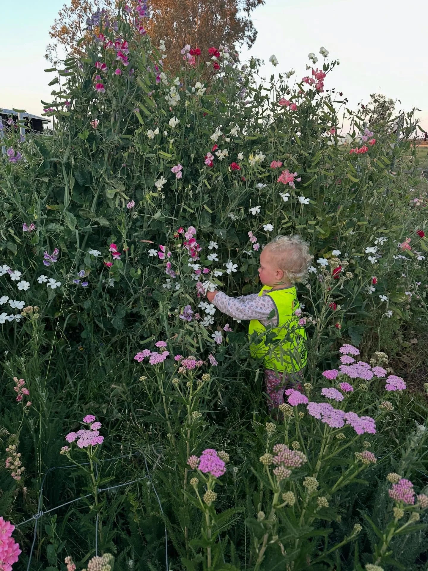 Magic moments from during the week. I can't recall a time when the micro flower farm has had so many weeds and overgrown paths in it, yet it's never been so abundant with beautiful stems too. Very grateful to have seedling dahlias starting to bloom, 