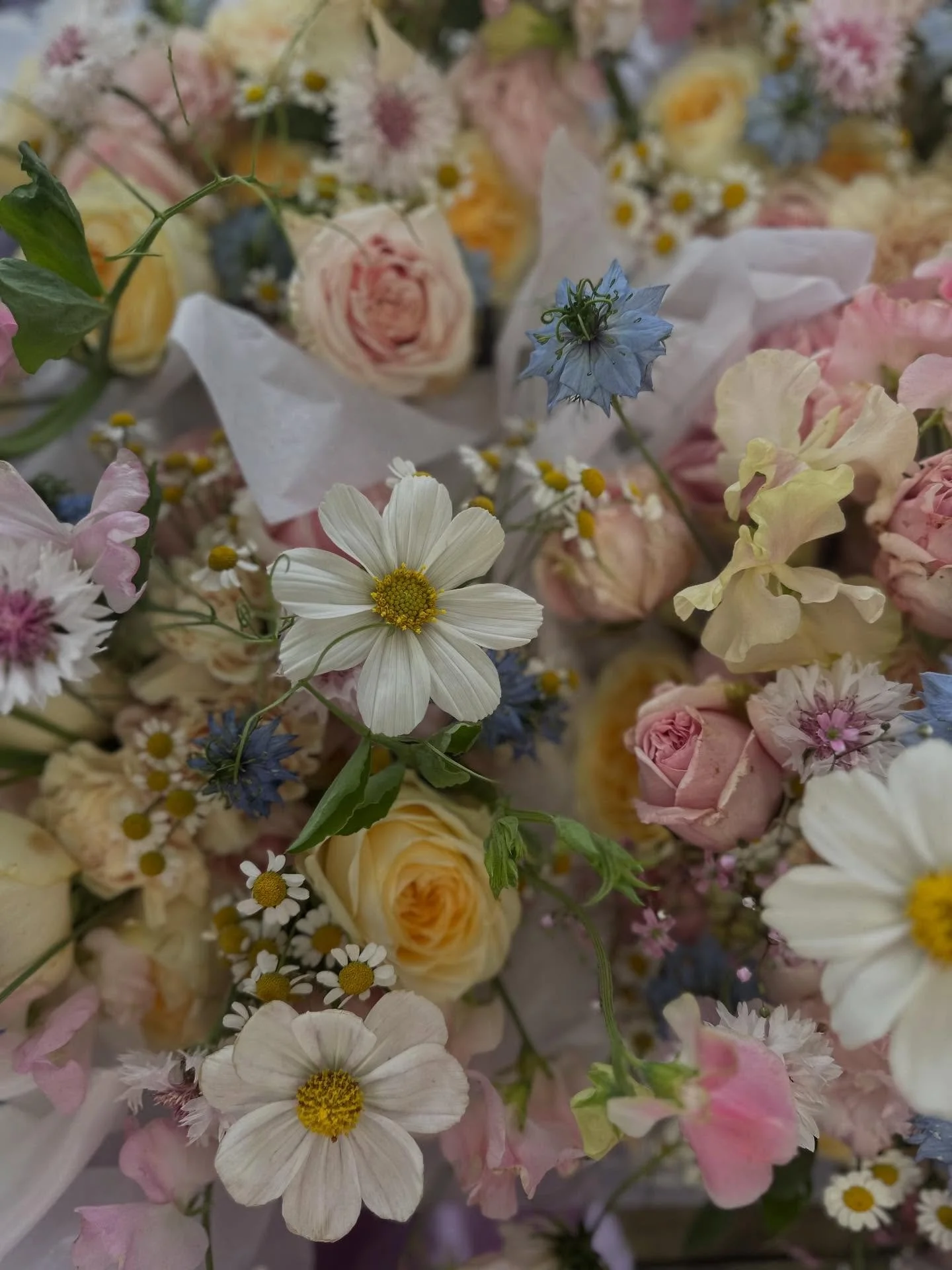 The prettiest Summer maid bouquet's for Meg's girls. I adore the cosmos, nigella and buttercream roses. 

#hamiltonweddingflorist #taliskerhomestead #dunkeldwedding #warrnamboolweddings #hamiltonwedding
