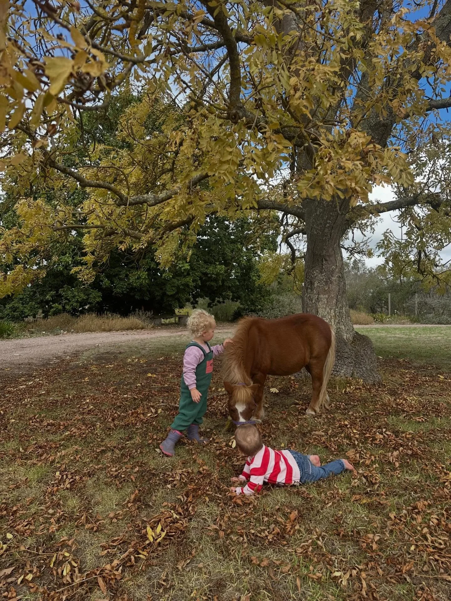 Autumn magic. Days filled harvesting seeds and acorns enjoying all the beauty around us.