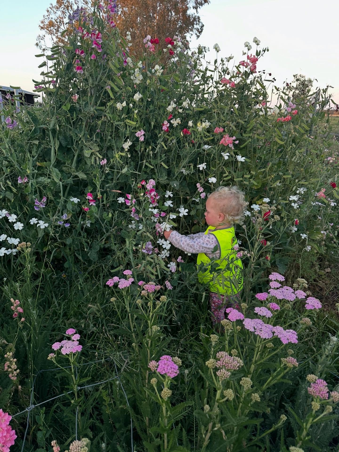 Magic moments from during the week. I can't recall a time when the micro flower farm has had so many weeds and overgrown paths in it, yet it's never been so abundant with beautiful stems too. Very grateful to have seedling dahlias starting to bloom, 
