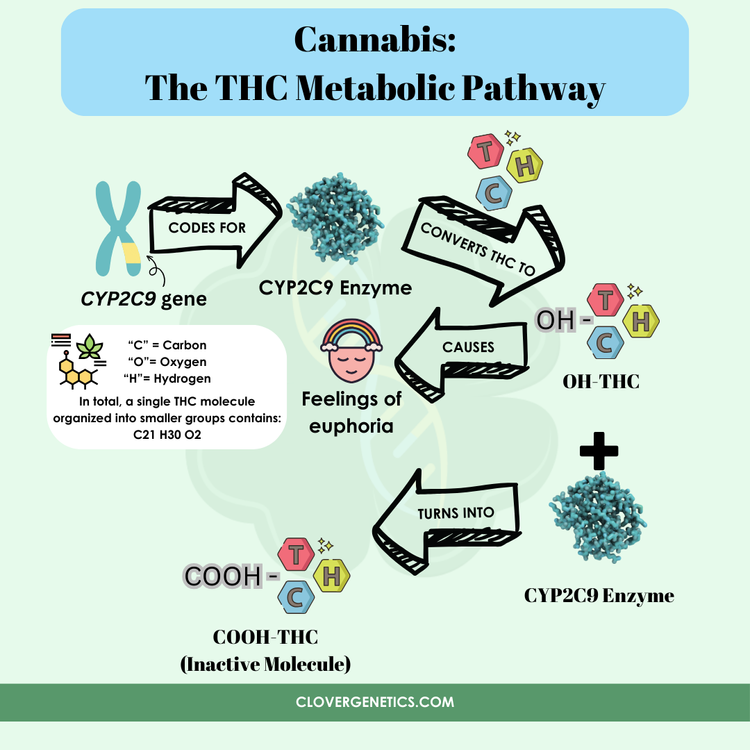 pgx-and-cannabis-clover-genetics