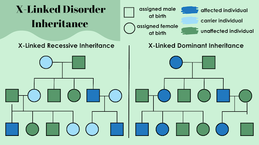 The X Chromosome — Clover Genetics