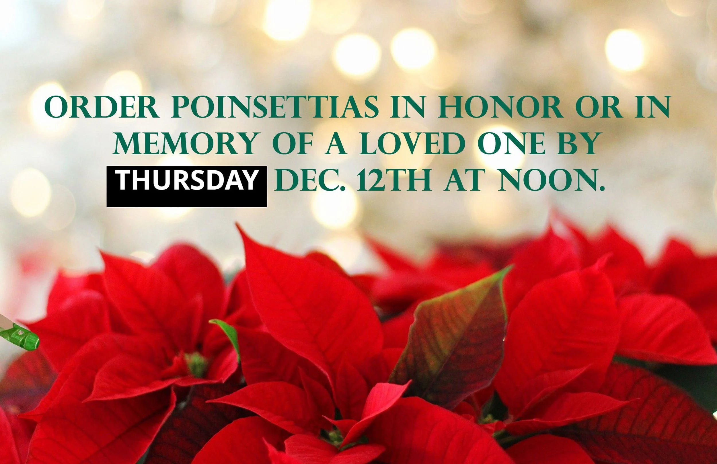 Poinsettias Due