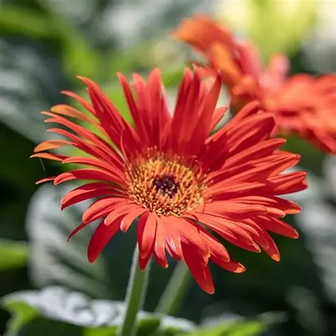 Neighborhood Plant Sale