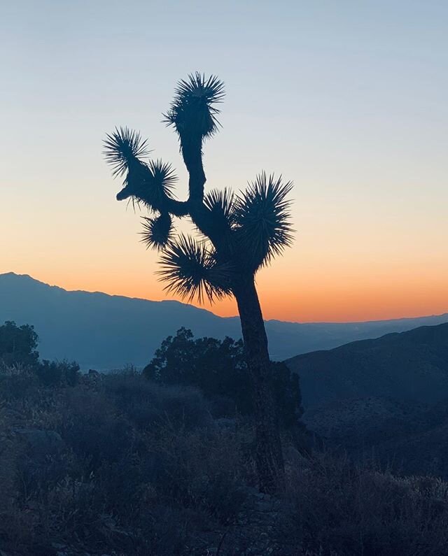 That&rsquo;s (possibly) a 2000 year old@Joshua tree. Think of all the sunsets . .