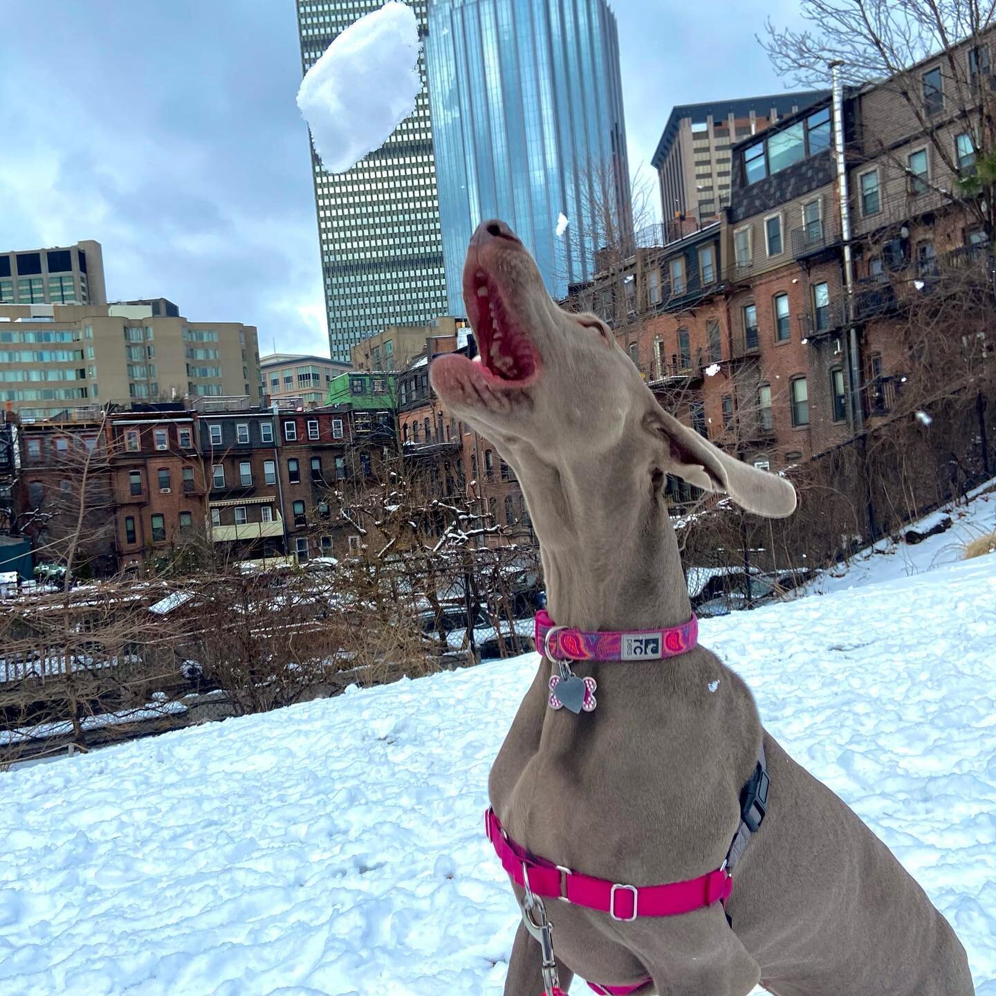 Snow ball blitz #dogoftheday #dogsofinsta