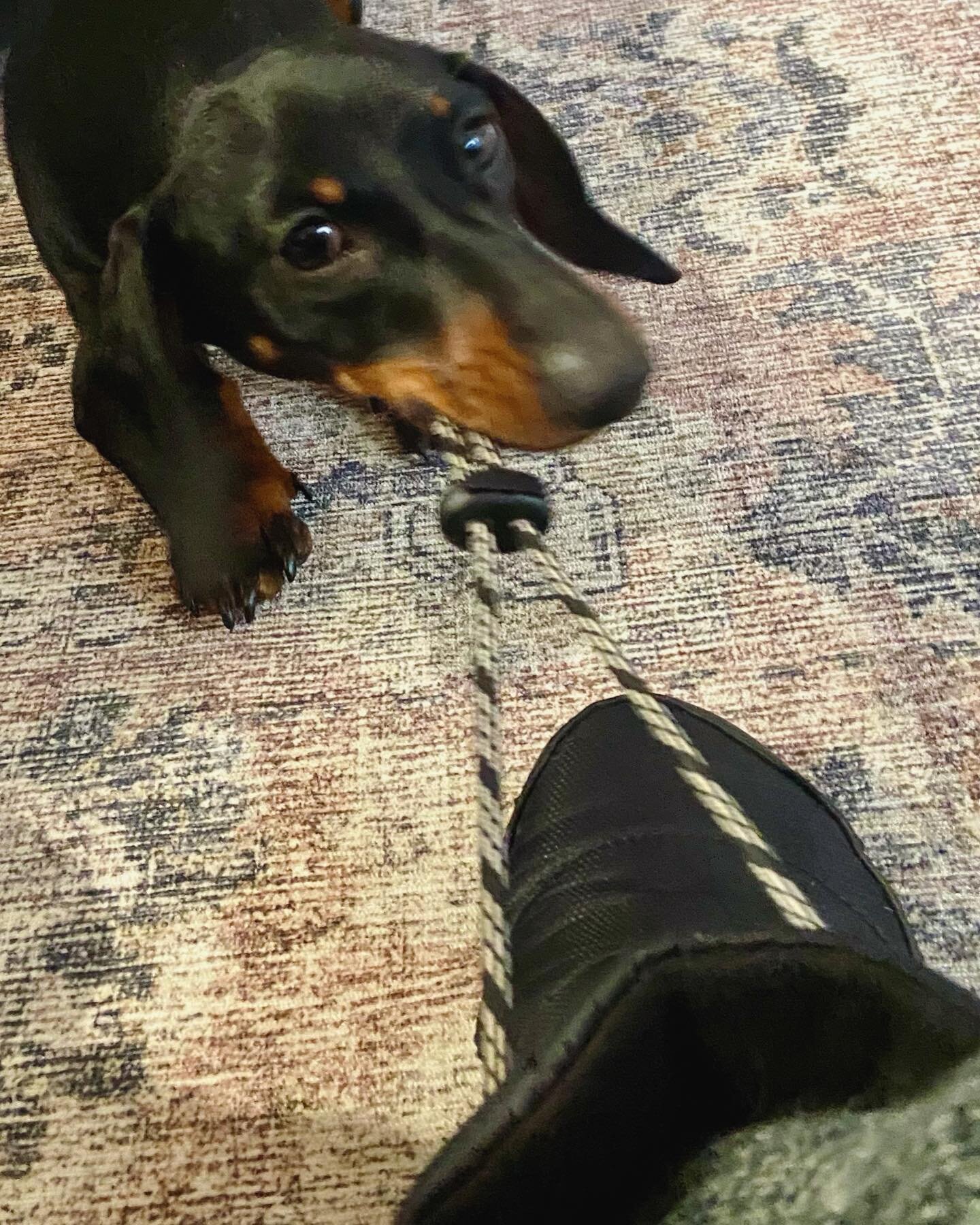 Puppy &ldquo;play date&rdquo; with Nori today.  She reminded me that there are some days we have to pick ourselves up by our boot straps and hold on tight.  #dogs #southenddogs