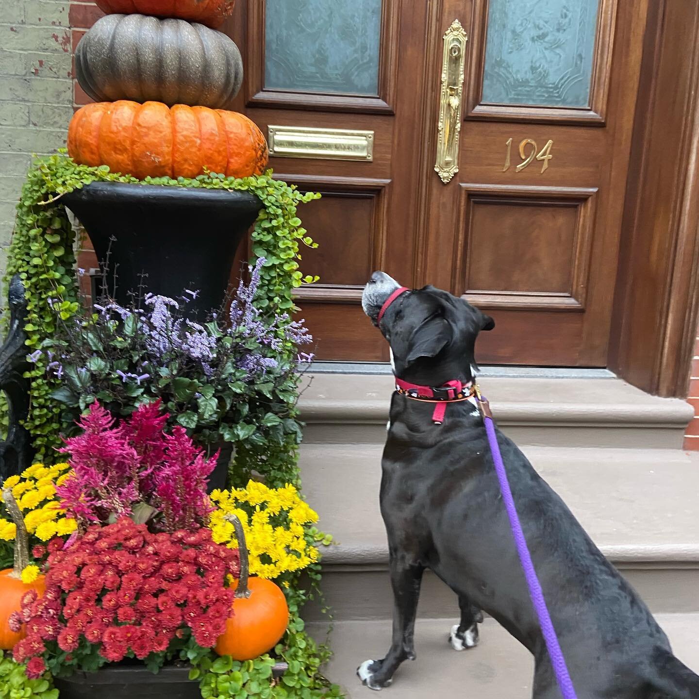 Miss Gracie Mae Mae admiring the autumnal artistic stoop display.  #dogwalker #southendboston