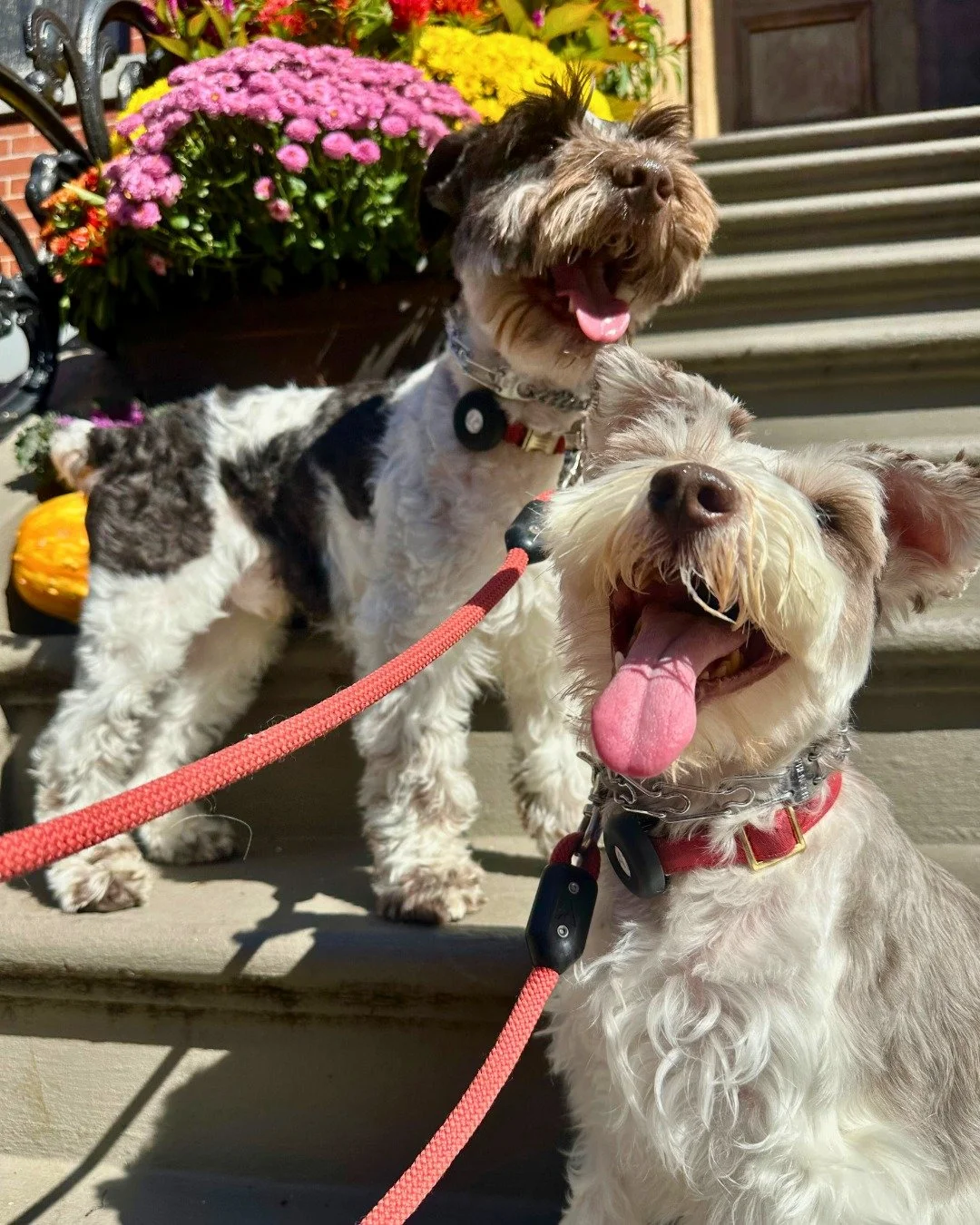Fall in Boston just hits different (especially with these two) 💛  Stoop game speaking for itself ;) 🍁

-
-
-
-

#bostonfall #bostonstoops #falldecor #citystrolls #fallvibes #sweaterweather #dogwalking #smallbusiness #femaleled #schnauzerlove #puppy