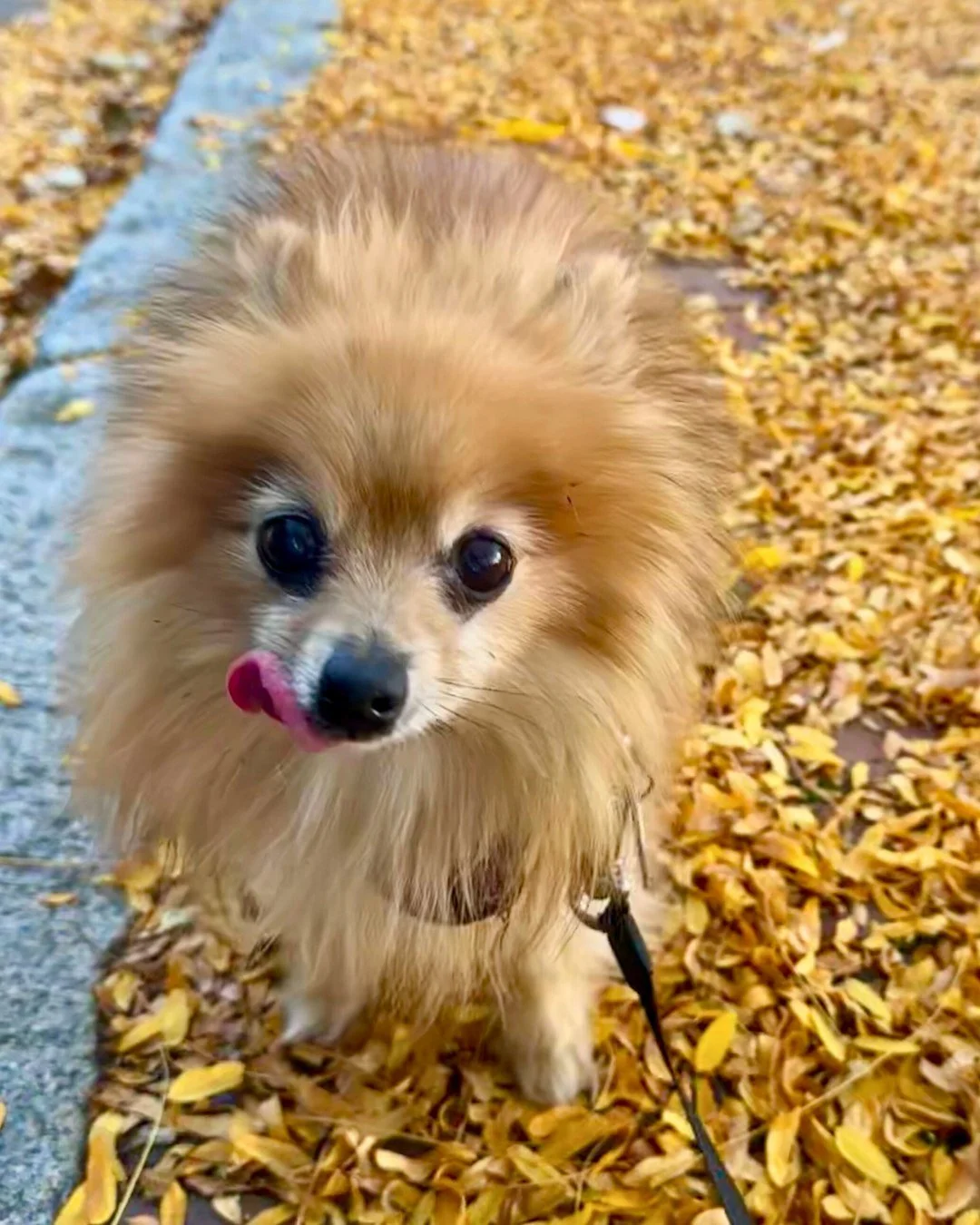 Fall-ing for long walks and crunchy leaves! 🍂🐾

-
-
-

#bostonfall #dogwalking #boston #pomeranian #fallingleaves #puppykisses #dogwalker #smallbusiness