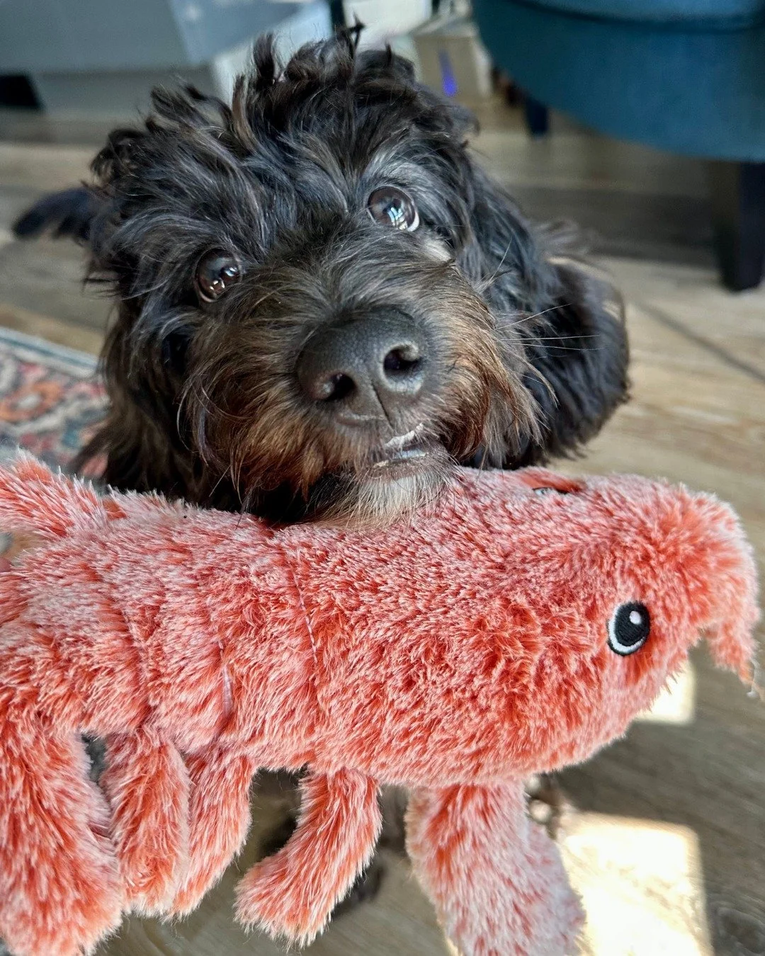 Ollie is growing up, and too quick! But he&rsquo;s got it right with the Lobstahhh 🦞

-
-
-

#bostondogwalking #bostondogwalker #citystrolls #dogwalking #bostonbackbay #bostonsouthend #petsitter #stephscitystrolls