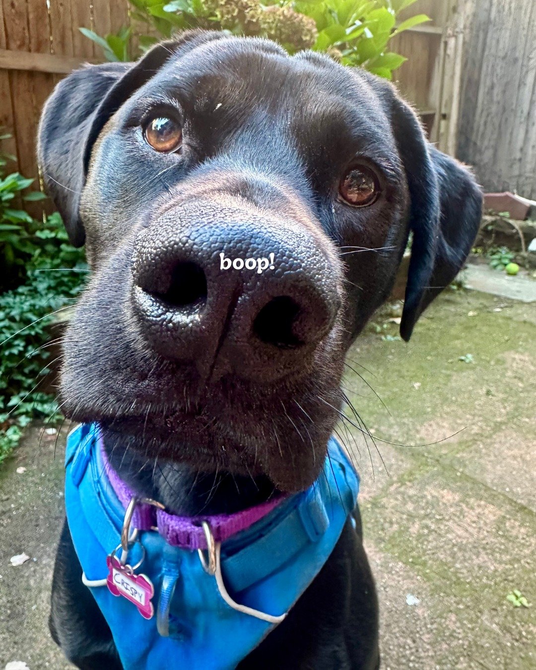 A boop to keep you going! Happy #woofwednesday and #humpday (whichever you prefer🥰) We hope you enjoy the halloween festivities this weekend! 

-
-
-

#bostondogwalking #bostondogwalker #citystrolls #dogwalking #bostonbackbay #bostonsouthend #petsit