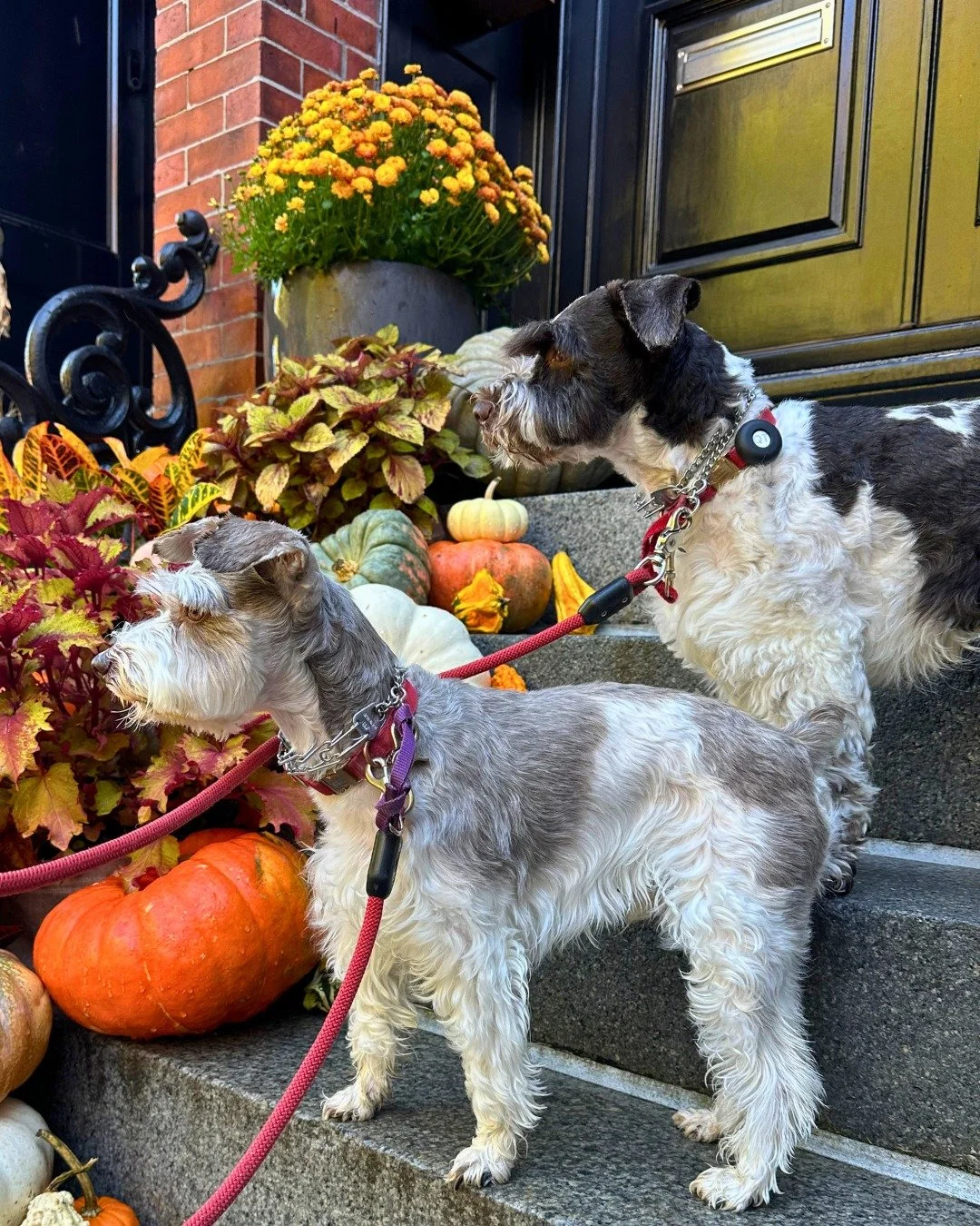 Atticus and Quest are on the lookout.... the lookout for more walks, duh! 💙💙 Is your pup's next walk scheduled? 

-
-
-

#schnauzerlove #bostonlocal #bostonsouthend #bostonbackbay #bostondogwalker #dogwalker #dogwalking