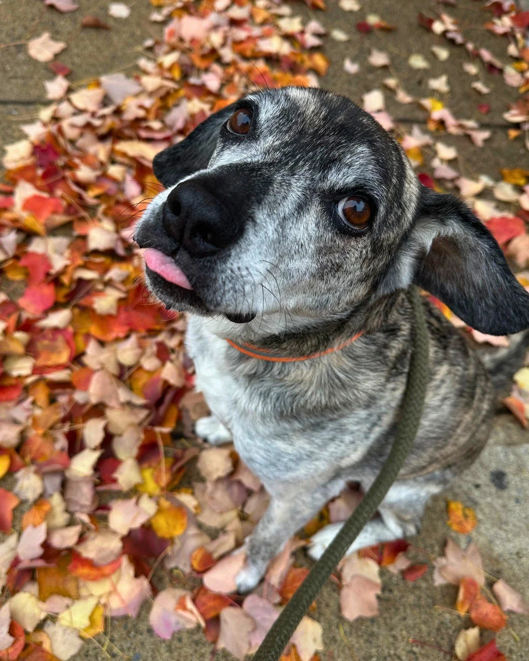 Fallen leaves = more sniffs and great pics! 💛🍁 Sid might have a sassy side eye, but he sure makes up for it by being so cute 😛

-
-
-

#bostondogwalking #bostondogwalker #citystrolls #dogwalking #bostonbackbay #bostonsouthend #petsitter #stephscit