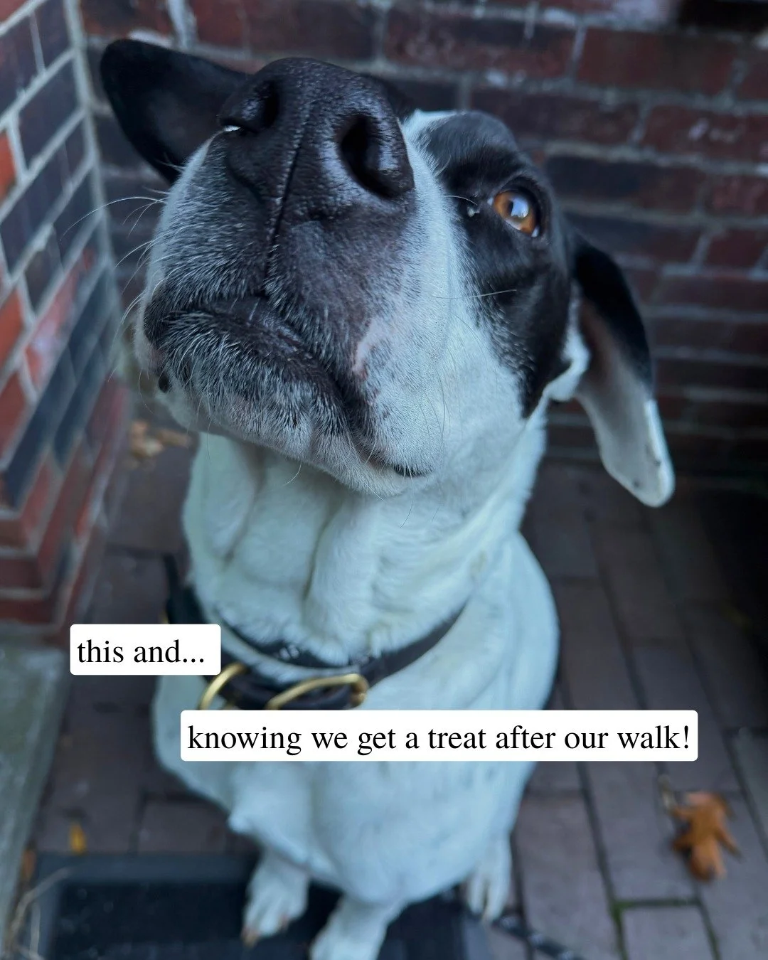 What a wonderful neighborhood to call home 🥰  we get to take a #southendstroll every day!

-
-
-

@eatblunch @nikkiboston @dtailspetboutique @blackstonefranklinsq @peters_park 
#bostondogwalking #bostondogwalker #citystrolls #dogwalking #bostonbackb