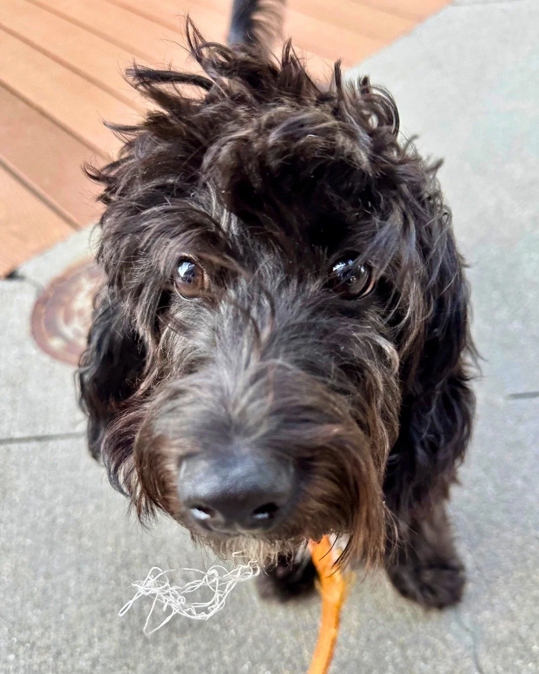 Sir Ollie, I think there&rsquo;s something in your beard! All fluff no thoughts 🥹 

-
-
-

#bostondogwalking #bostondogwalker #citystrolls #dogwalking #bostonbackbay #bostonsouthend #petsitter #stephscitystrolls