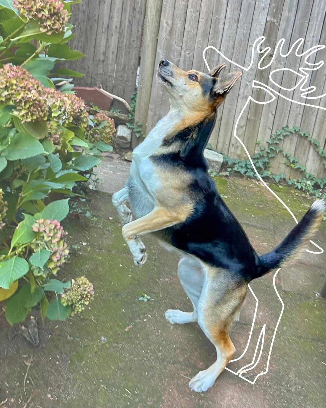 Is Santa hiring? We might have some reindeer in our crew! 🙌

-
-
-

#reindeer #santaclausiscomingtotown #bostondogwalking #bostondogwalker #citystrolls #dogwalking #bostonbackbay #bostonsouthend #petsitter #stephscitystrolls