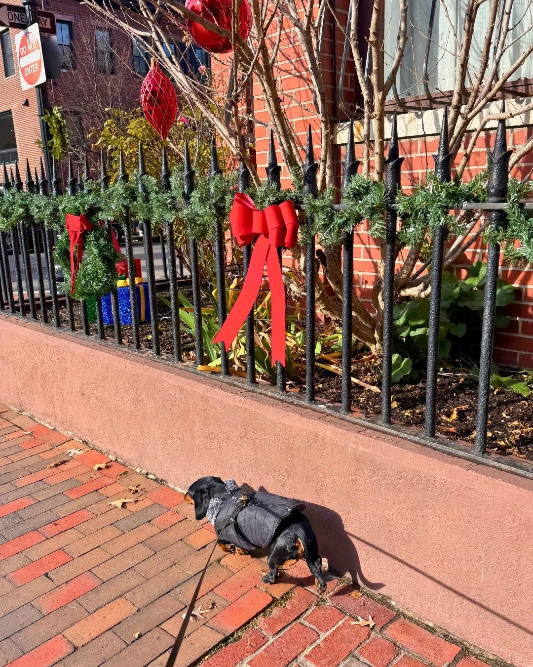 Strolling the South End during the holdiays means festive decorations holiday cheer! 🎁

-
-
-

#holidaycheer #southendholiday #holidayseason #christmas2026 #bostonschnauzer #schnauzer #doxielove  #holidaydecor