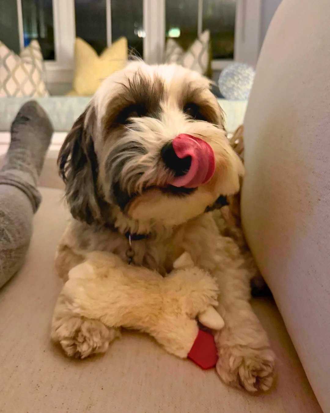 There were a few other toys in rotation, but the @multipetinternational lamb chop was last night&rsquo;s favorite 🐾🤍

-
-
-

#lambchop #overnightdogsitting #bostonpetcare #bostondogwalker #puppyplaytime