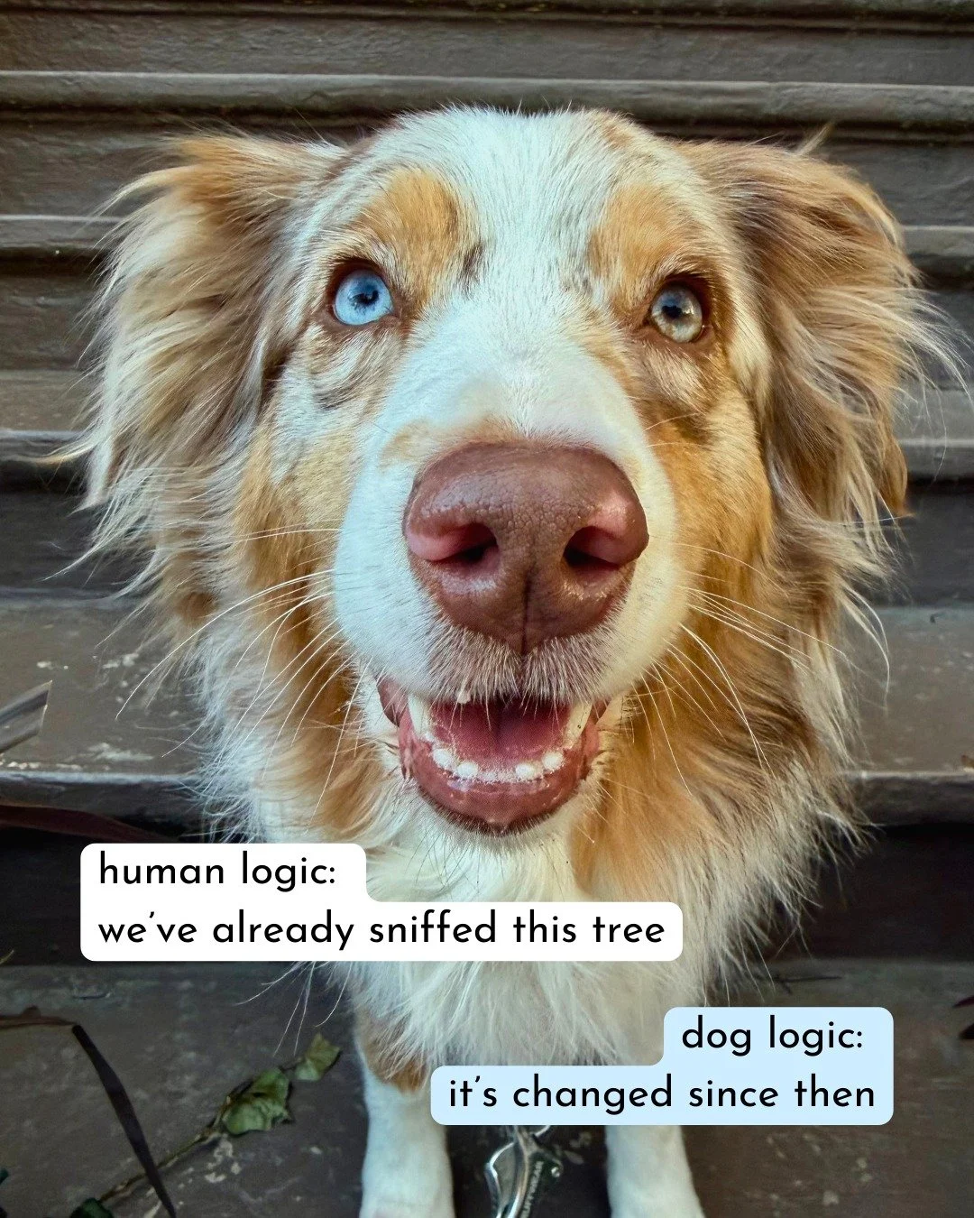 Walks make sense. Just&hellip; not in the same way.

Dogs don&rsquo;t experience walks as errands.
They&rsquo;re investigations. Social events. Therapy sessions. (And yes, sometimes squirrel-related emergencies.)

Which side do you agree with?

-
-
-
