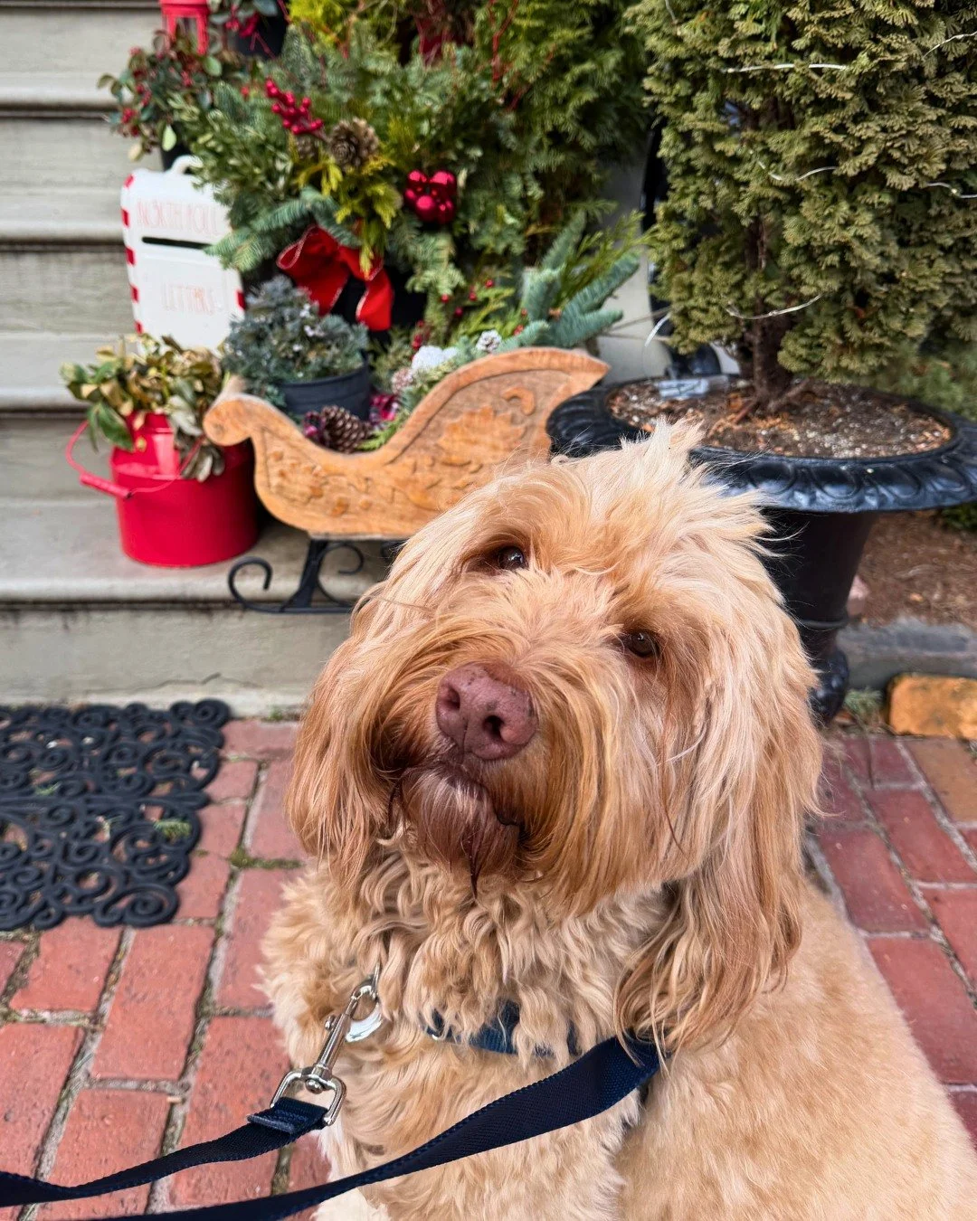 Steph&rsquo;s City Strolls around the South End! It&rsquo;s hard to go back to reality after the holidays, but these faces make it so much better 🥰 
-
Let&rsquo;s set up your pup&rsquo;s 2026 schedule! Get in touch through the link in bio or send us