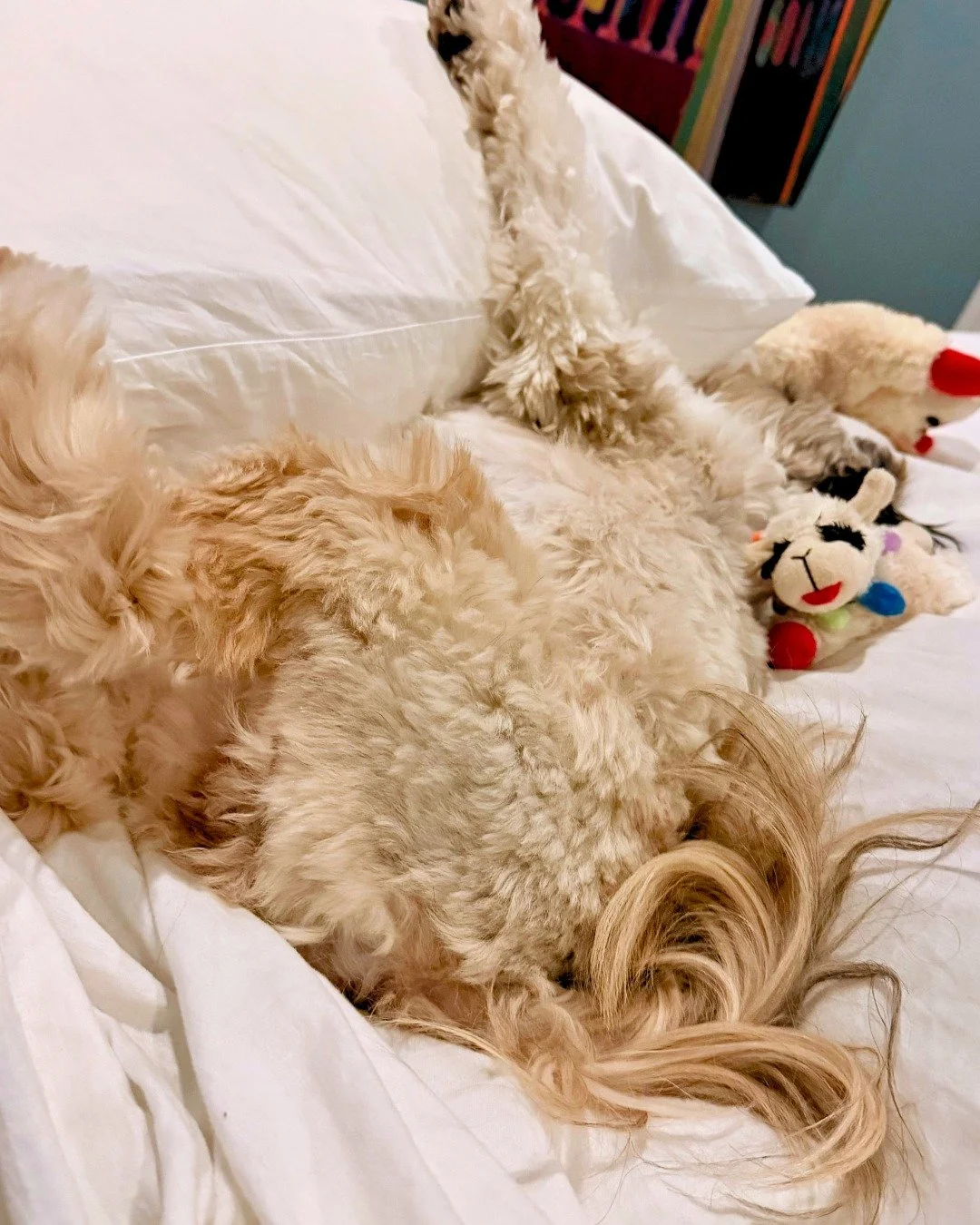 We spent the break snuggled up with Miss Murphy and wouldn&rsquo;t have it any other way 🤍 
-
Schedule your in-home sitting today! More info at link in bio or send us a DM!

#bostondogwalking #bostondogwalker #citystrolls #dogwalking #bostonbackbay 