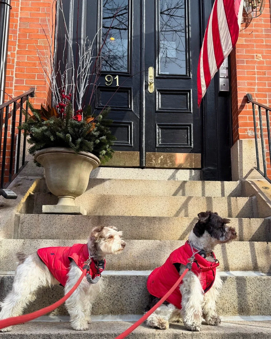 @ralphlauren are you looking for new models? The boys know their stuff in @poloralphlauren 🤍

remember your little clients 😉 

-

#ralphlaurenpolo #ralphlauren #PoloRalphLauren #dogcoats #dogsiblings