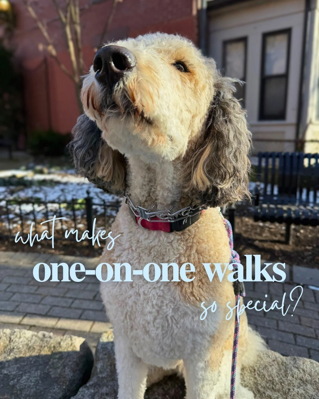 What makes Steph&rsquo;s City Strolls so special? The same thing that makes one-on-one walks important!

Scroll to find out - It&rsquo;s all about care and connection 🤍

-
#stephscitystrolls #oneononedogwalks #dogwalking #dogwalker #supportsmallbusi