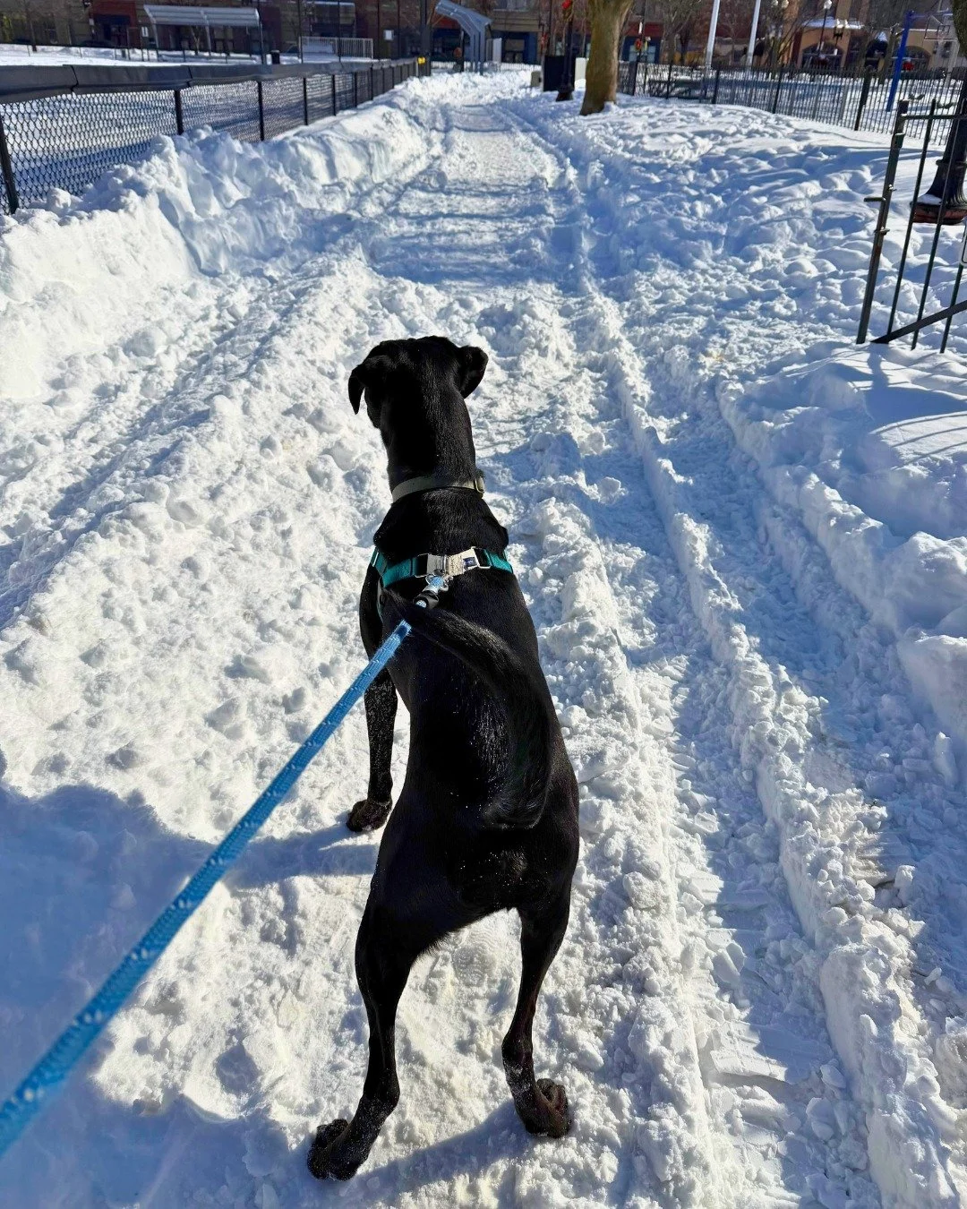 Thankfully, the snow paths were just the right size for our four-legged friends! Swipe to see some snow day strolls! 

(and thankful the paths are a little wider now 😅)

-
-

#stephscitystrolls #snowday #photodump #dogwalker #petcareprovider