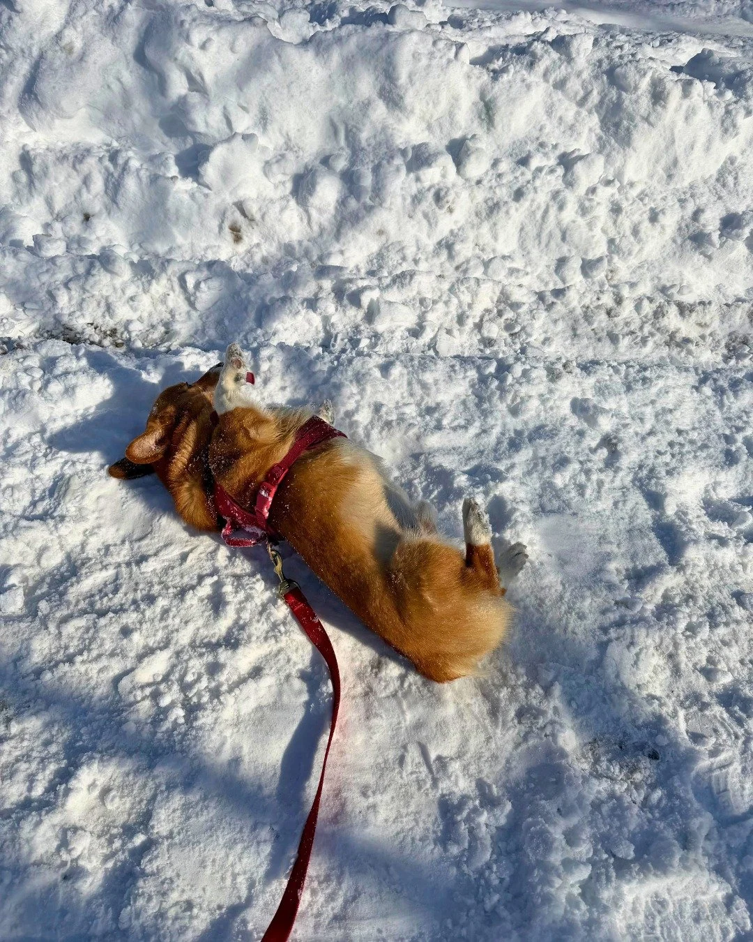 Snowy rolls and snowy strolls! No matter the weather, you can count on us to be walking 🐾

💛 Pet care in Boston&rsquo;s South End 
💛 One-on-one walks, drop-in pet visits, overnight care, and more! 

-
-
-

#stephscitystrolls #southendboston #corgi
