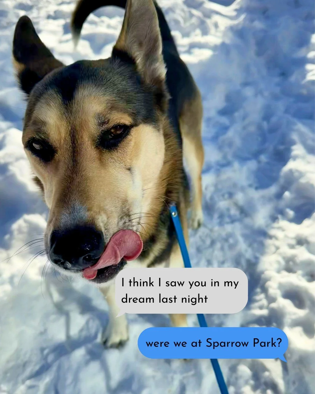 Spotted! Swipe to see Steph in the wild 😚 and oh, all the places we&rsquo;ll stroll! 🐾

-
-
-

#theplacesyoullgo #stephscitystrolls #textthread #dogwalking #dogwalker