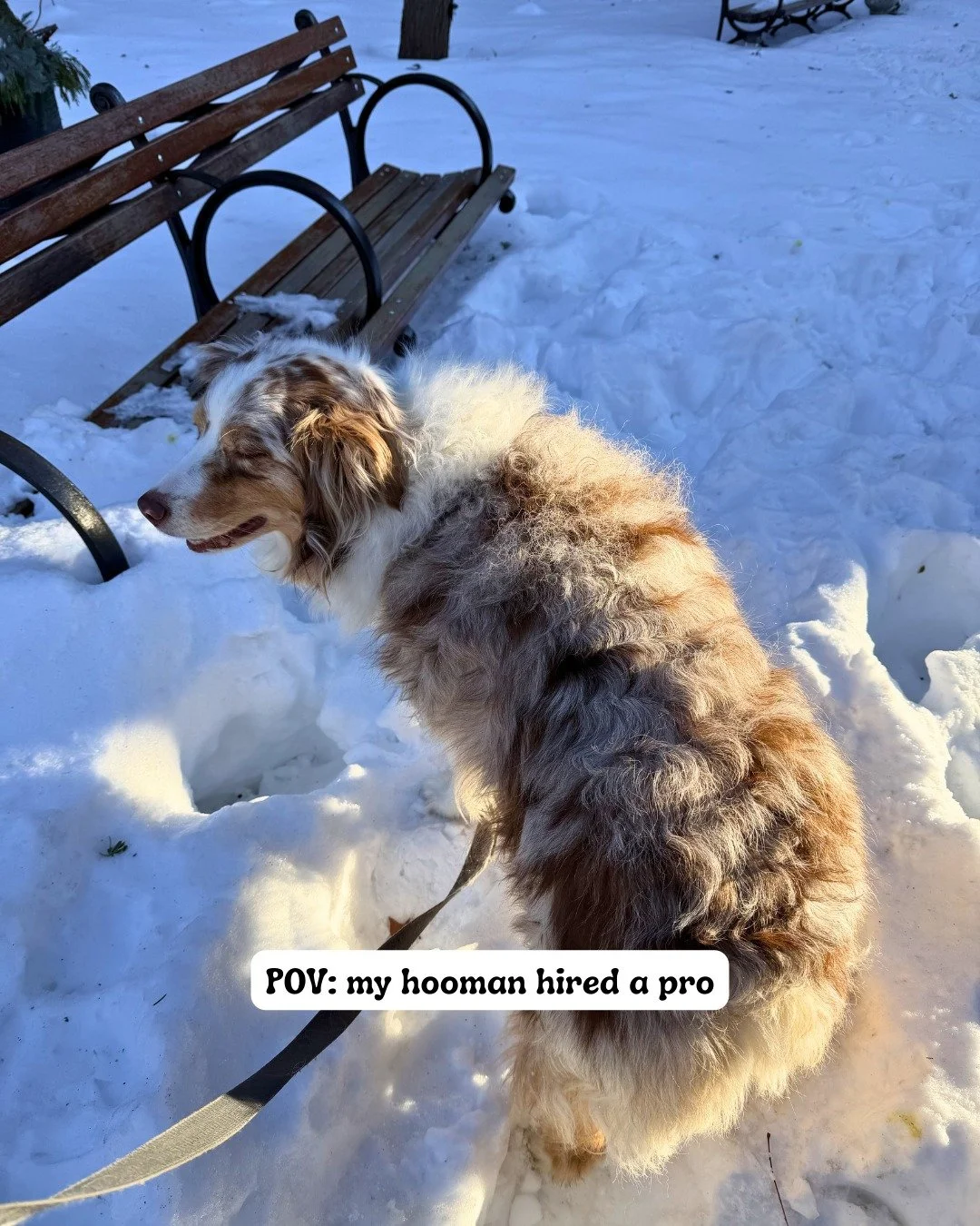 POV: You&rsquo;re on my walk route!

Always one-on-one, and always in great care 🤍 

Dog walking, dog sitting, and drop-in visits📍 Serving Boston&rsquo;s South End &amp; Back Bay

-
-
-

#stephscitystrolls #bostondogwalker #bostonpetservices #bosto