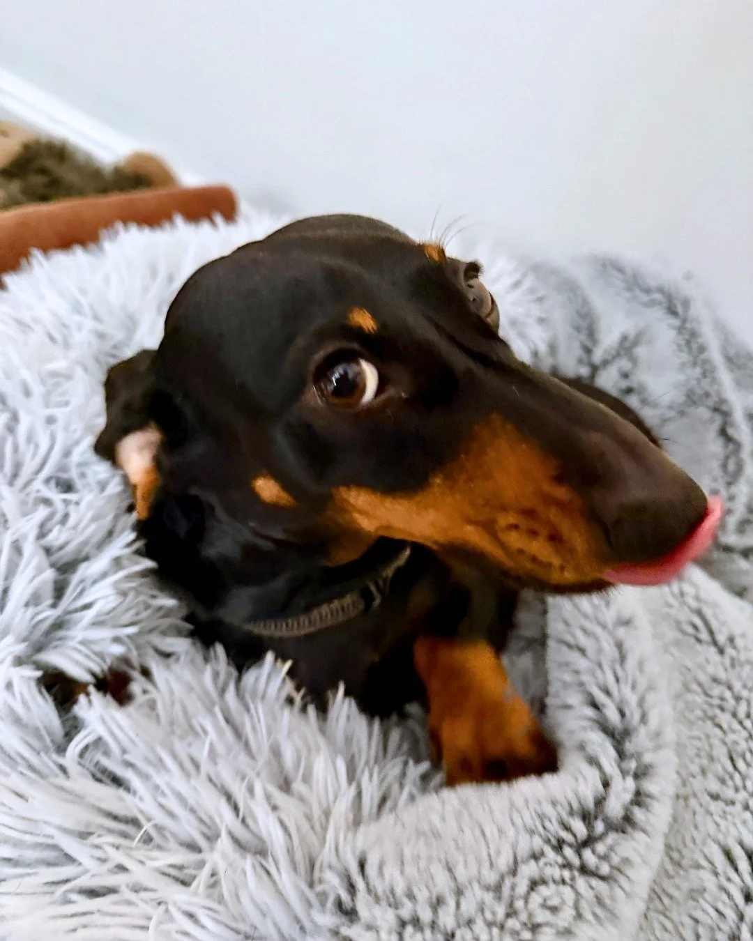 We&rsquo;re feeling a little mischievous...maybe that&rsquo;s because St. Paddy&rsquo;s hits different when you&rsquo;re from Boston 💚☘️ Stay safe this weekend!

-
-
-

#stephscitystrolls #stpattysweekend #bostondogwalker #smallbusiness #bleedgreen☘