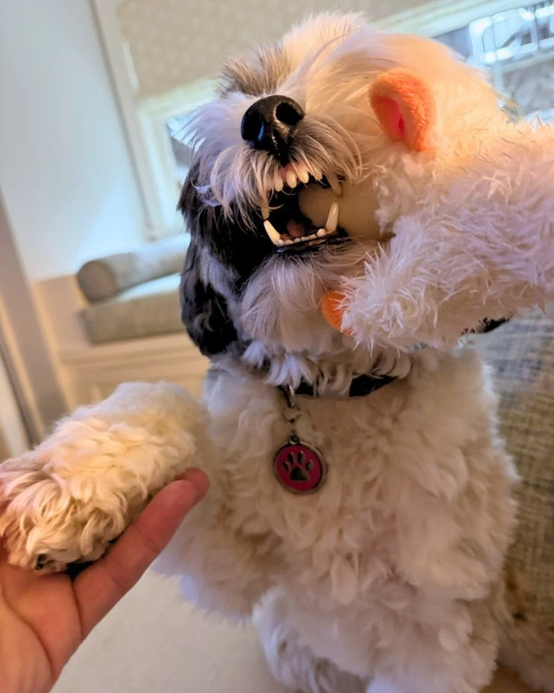Miss Murphy wanted to show off her &ldquo;pet me paw&rdquo; skills 🥰😂 Even with the lamby, she&rsquo;s still got her priorities! 

-
-
-

#stephscitystrolls #overnightpetsitting #lambchoptoy #southendboston #southenddogservices