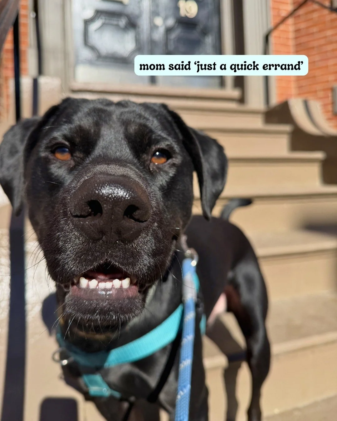 POV: that coffee run turns into groceries, brunch, and South End shopping... 

With drop-ins and walks, Steph&rsquo;s City Strolls makes sure they get attention, playtime, and even meals right when they need them. No questions asked, and no stress ad