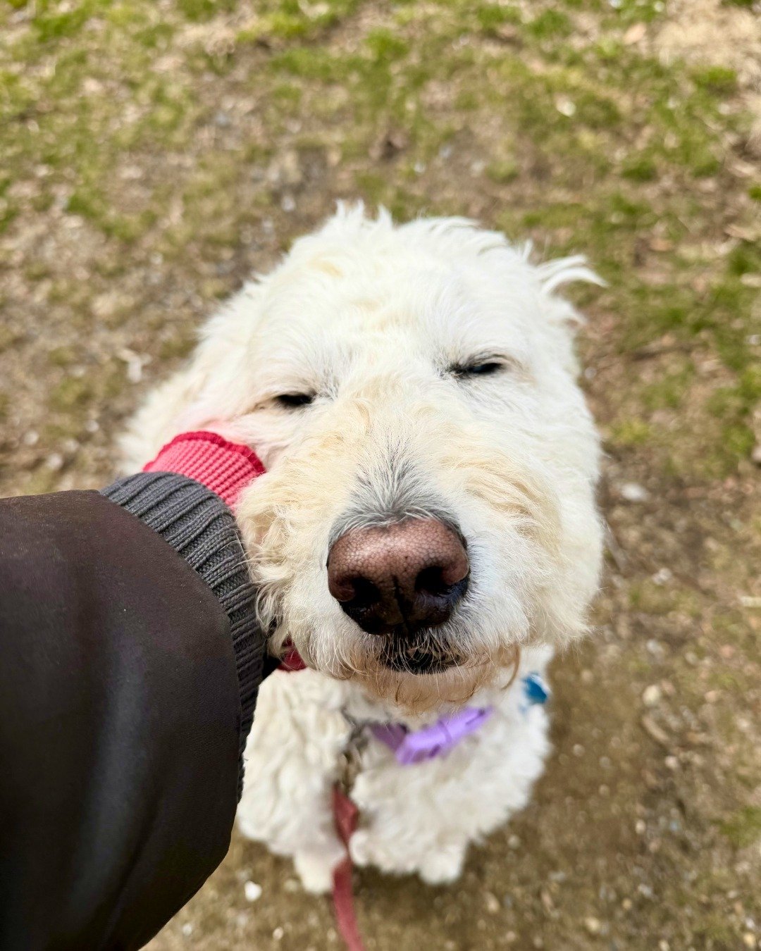 Always loved with Steph 🥰

Have you booked your summer travel? We&rsquo;re planning overnights, and they&rsquo;re going fast! Let this be your reminder ot move their care to the top of your list 🐾

-
-
-

#overnightcare #stephscitystrolls #bostonpe